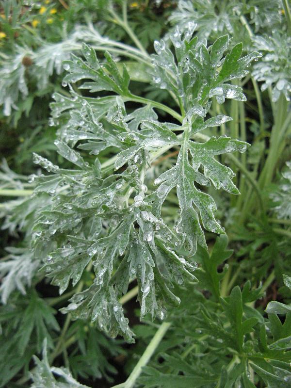 Ruta zwyczajna jadalna na surowo, w firmie herbaty, do gotowania - w Magicznej Oazie po pierwszym deszczu