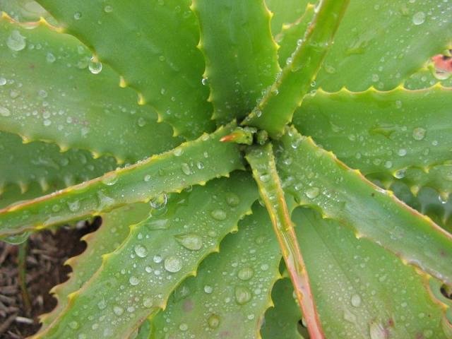 Aloes - w Magicznej Oazie po pierwszym deszczu