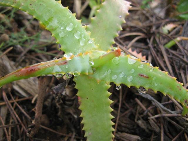 Aloes - w Magicznej Oazie po pierwszym deszczu