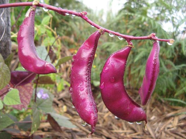 Dolichos lablab - fasola - w Magicznej oazie po pierwszym deszczu