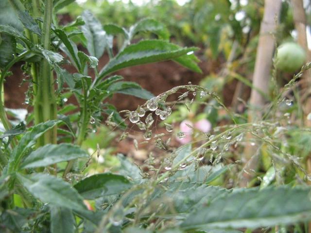 w Magicznej Oazie po pierwszym deszczu