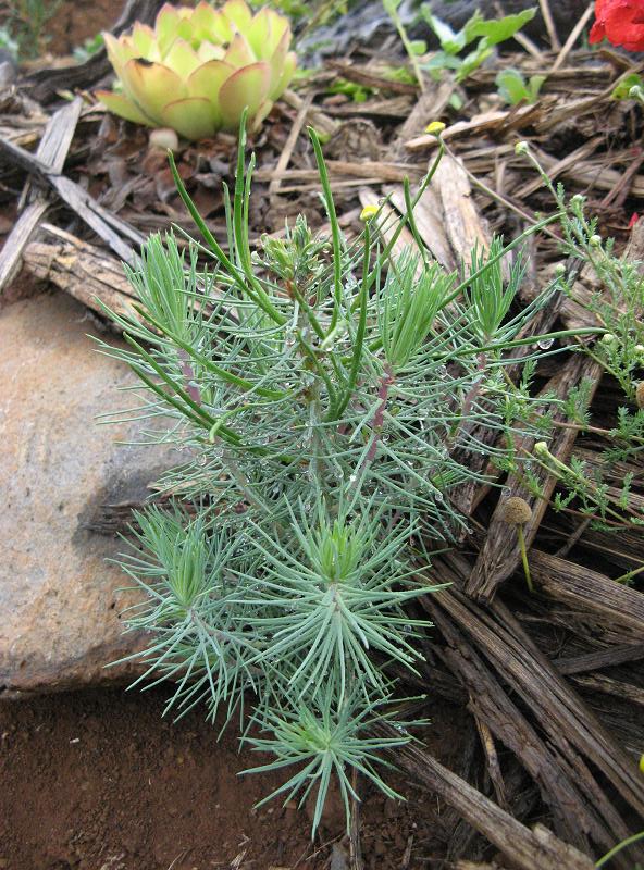 w Magicznej Oazie po pierwszym deszczu