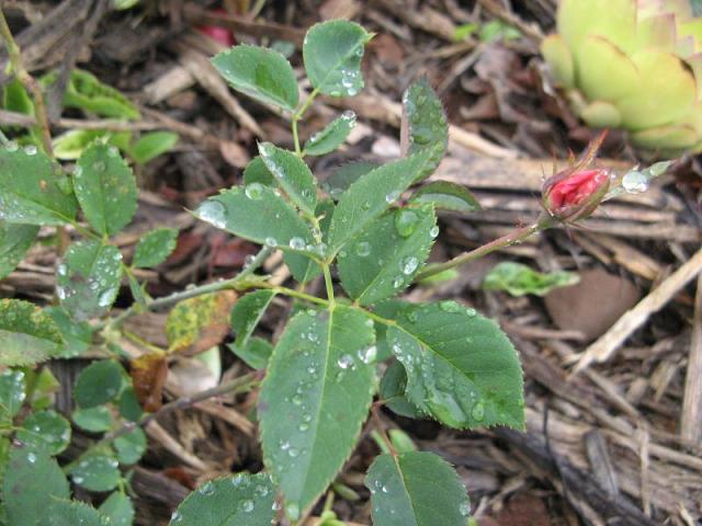 w Magicznej Oazie po pierwszym deszczu