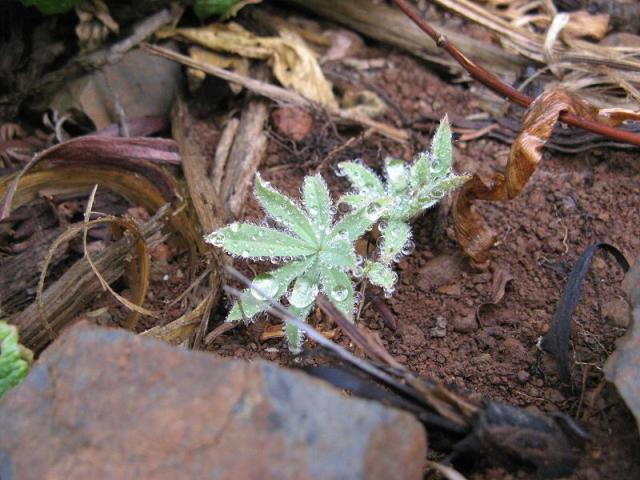 Po pierwszym deszczu w Magicznej Oazie