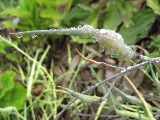Rzodkiewki "szczurzy ogon" Po pierwszym deszczu w Magicznej Oazie