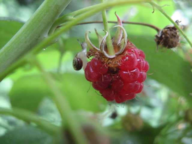 slimaczek w Magciznej oazie