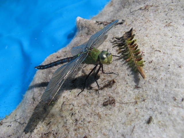 Nowa mieszkanka Magicznej Oazy