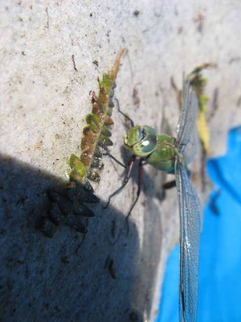 Nowa mieszkanka Magicznej Oazy