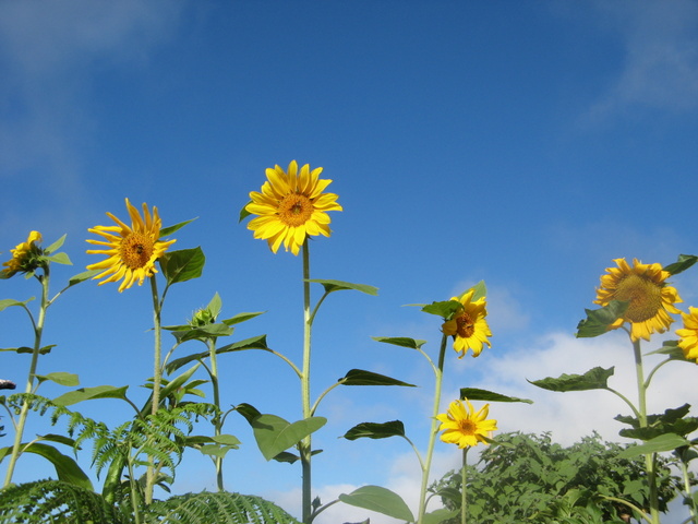 Magiczna Oaza sloneczniki