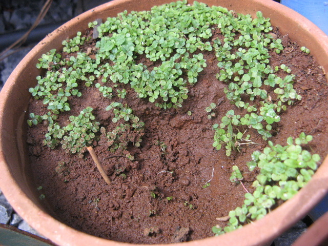 Pokrzywa - kielkujace nasionka 