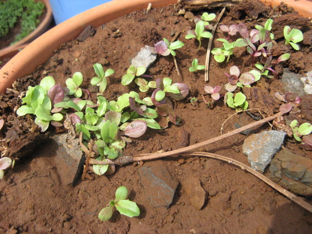 Salata w Magicznej Oazie