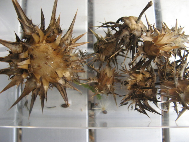 Zbiory nasion roslinek jednorocznych  - ostropest plamisty