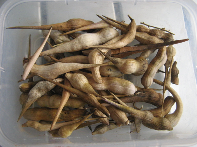 Zbiory nasion roslinek jednorocznych  - rzodkiew