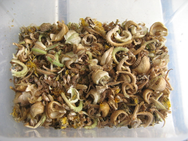 Zbiory nasion roslinek jednorocznych  - nagietek