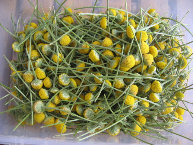 Rumianek - kilka kwiatow susze na zime