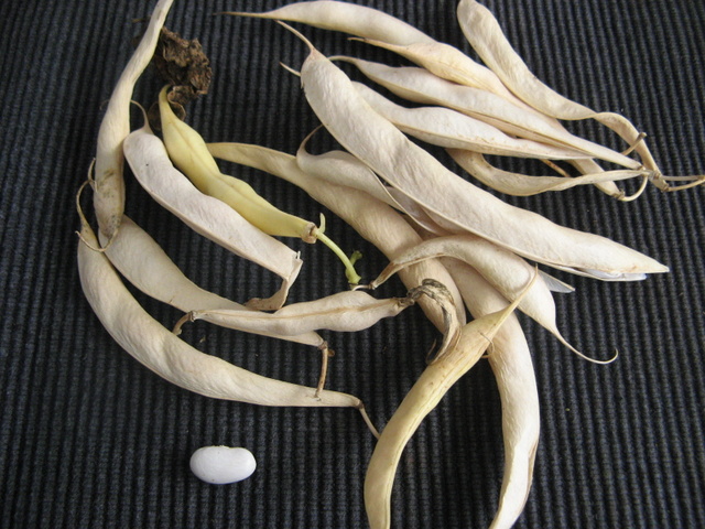 Zbiory nasion roslinek jednorocznych  - fasolka niska