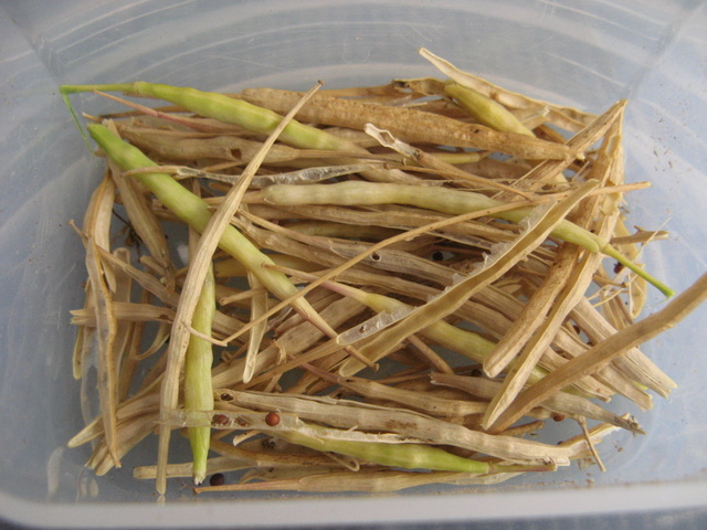 Zbiory nasion roslinek jednorocznych  - NAMENIA