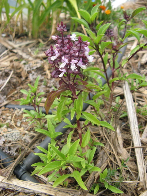 nazwa nieznana jest to rodzaj basylii