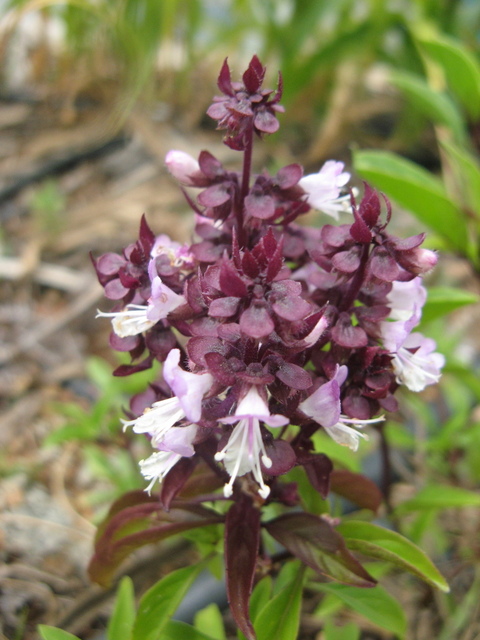 nazwa nieznana jest to rodzaj basylii