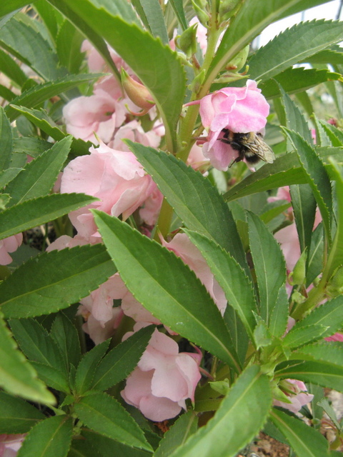 Niecierpki - posiadaja pyszne kwiaty, jadalne na surowo