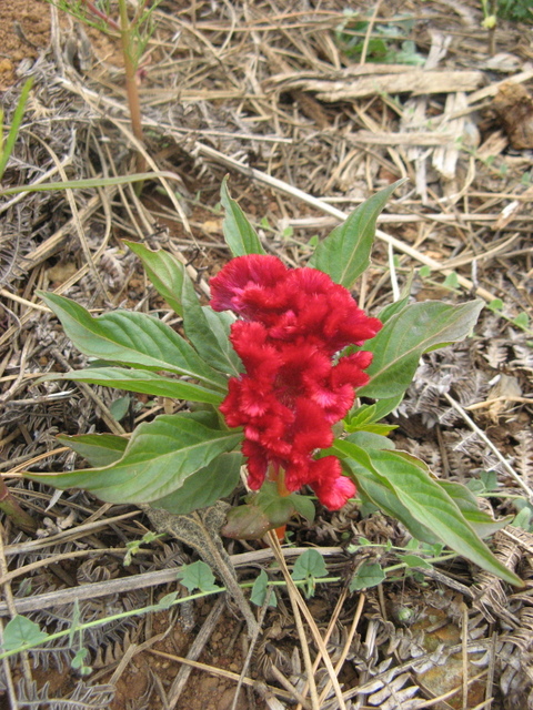 Celozja srebrzysta, grzebionatka właściwa, celozja grzebieniasta, koguci grzebień (Celosia argentea L.) 