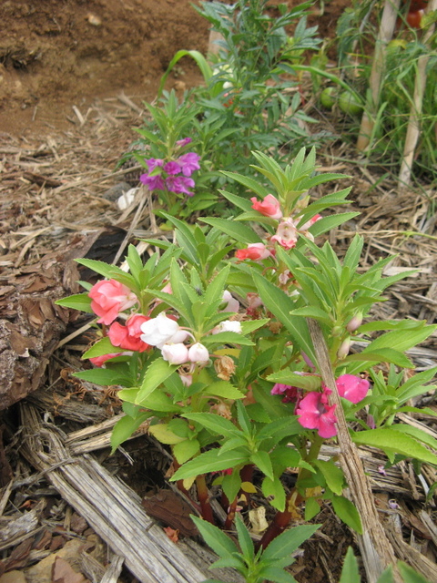 Niecierpki - posiadaja pyszne kwiaty, jadalne na surowo