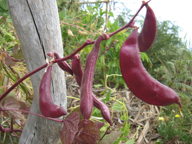 odmiana fasoli Pachyrhizus
