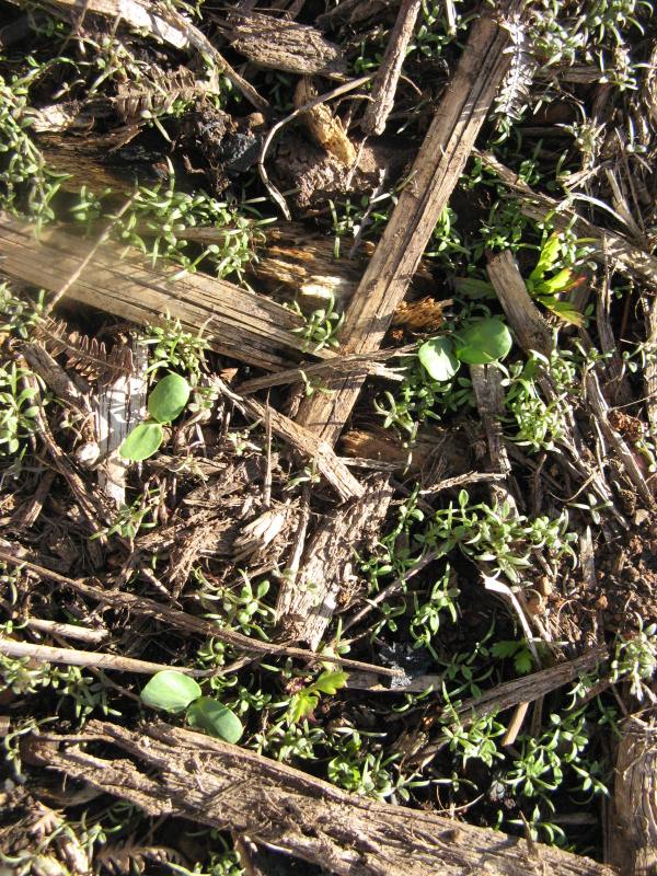 Magiczna Oaza Maria Bucardi