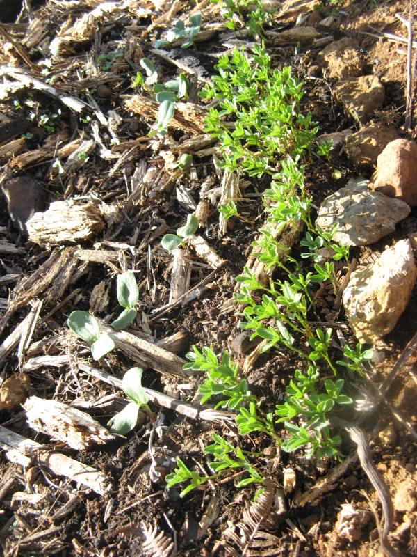 Magiczna Oaza Maria Bucardi