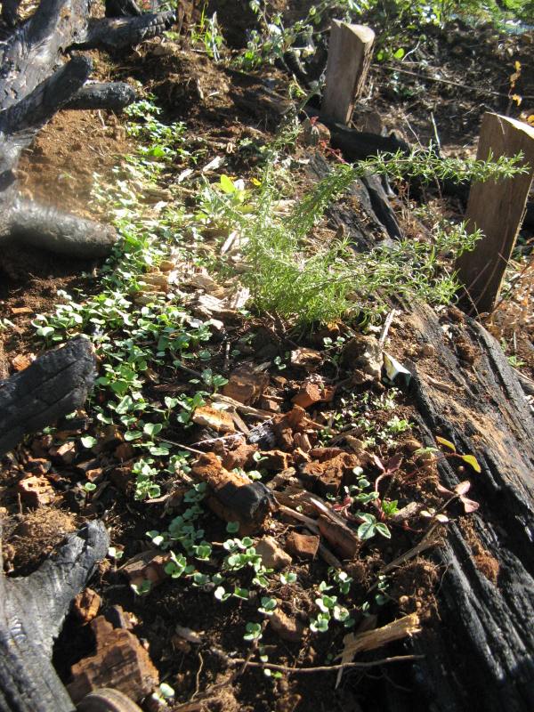 Magiczna Oaza Maria Bucardi