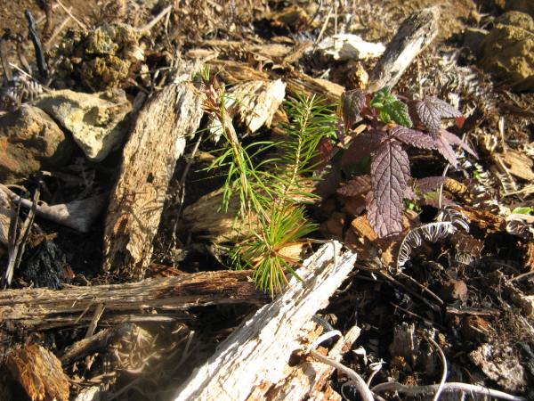 Magiczna Oaza Maria Bucardi