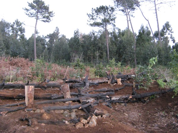 Madeira Dez.2012 019