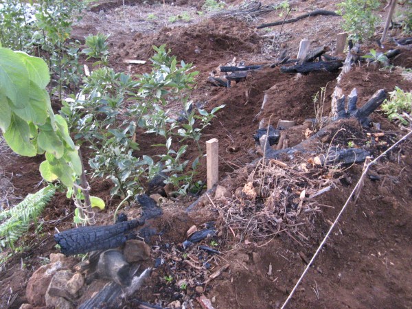 Madeira Dez.2012 023