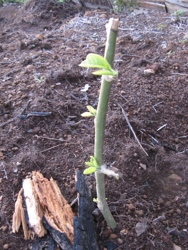 Madeira Dez.2012 028