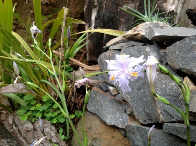 Magiczna Oaza inicjatywa Marii Bucardi - blekitna orchidea