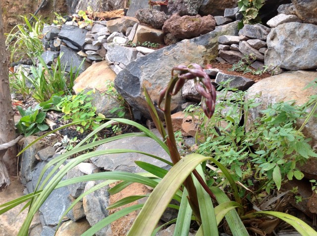 Magiczna Oaza inicjatywa Marii Bucardi - orchidea w paczkach