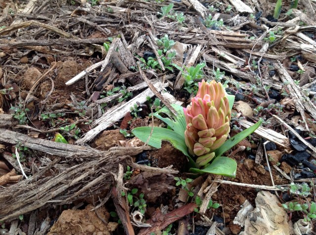 Magiczna Oaza inicjatywa Marii Bucardi - hiacynt