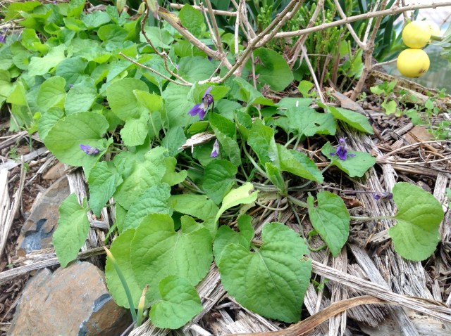 Magiczna Oaza inicjatywa Marii Bucardi - fiolki ich kwiaty sa jadalne na surowo