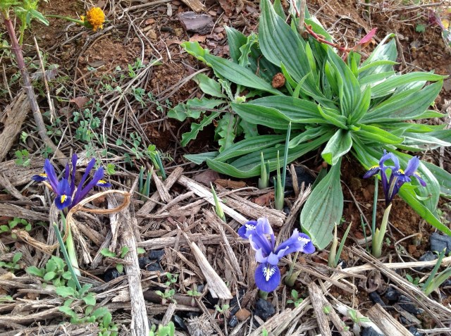 Magiczna Oaza inicjatywa Marii Bucardi - babka lancetowata i irysy????