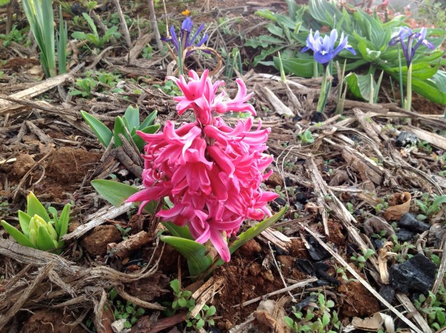 Magiczna Oaza inicjatywa Marii Bucardi - hiacynt