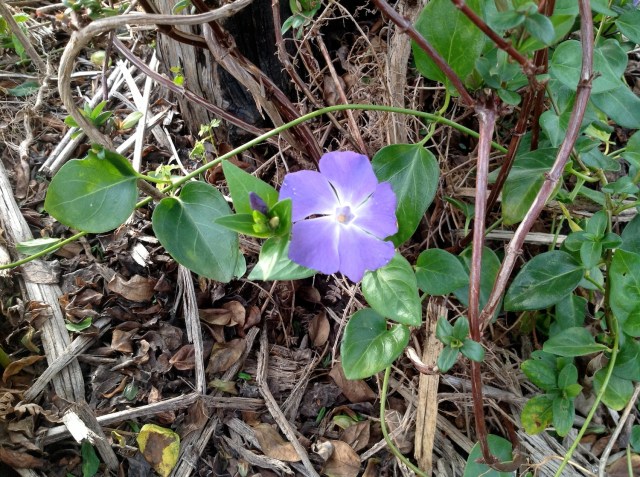 Magiczna Oaza inicjatywa Marii Bucardi - Barwinek