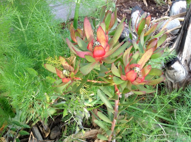 Magiczna Oaza inicjatywa Marii Bucardi - fenkul wloski, krzew z Afryki nie znam nazwy