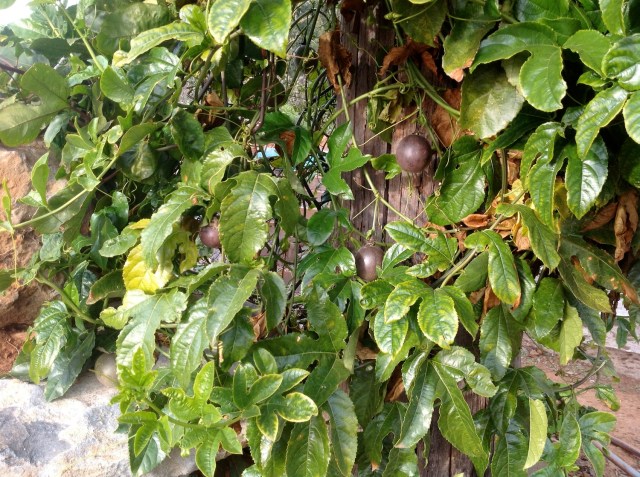 Magiczna Oaza inicjatywa Marii Bucardi - meczennica, owoce juz dojrzale