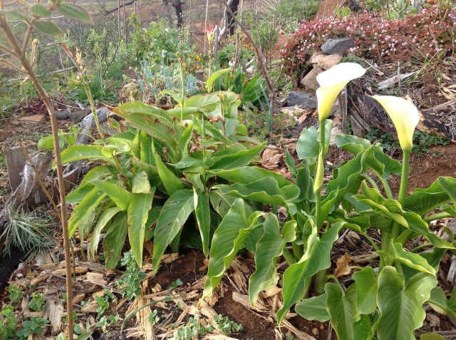 Magiczna Oaza inicjatywa Marii Bucardi - biala kala