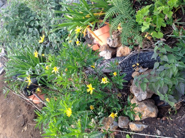 Magiczna Oaza inicjatywa Marii Bucardi - michunka peruwianska, zlocien, agapanty