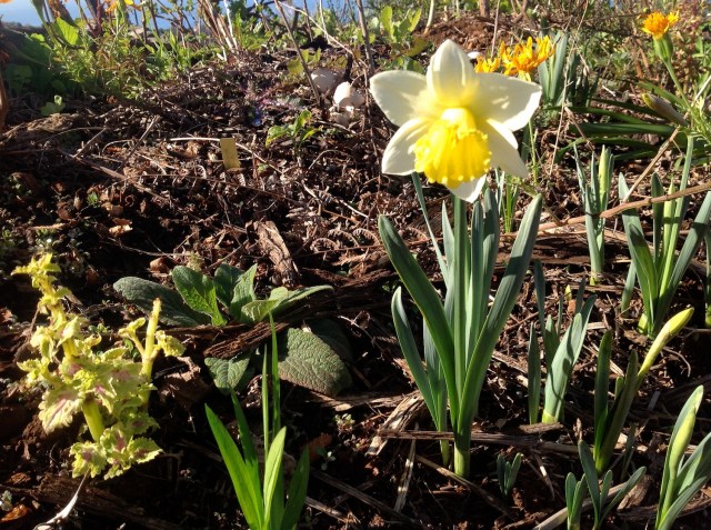 Magiczna Oaza inicjatywa Marii Bucardi - zonkile narcyze