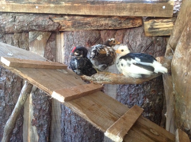 magiczna_oaza_kurczaczki5