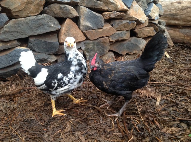 Walki kurczaczkow, czyli kto jest silniejszy