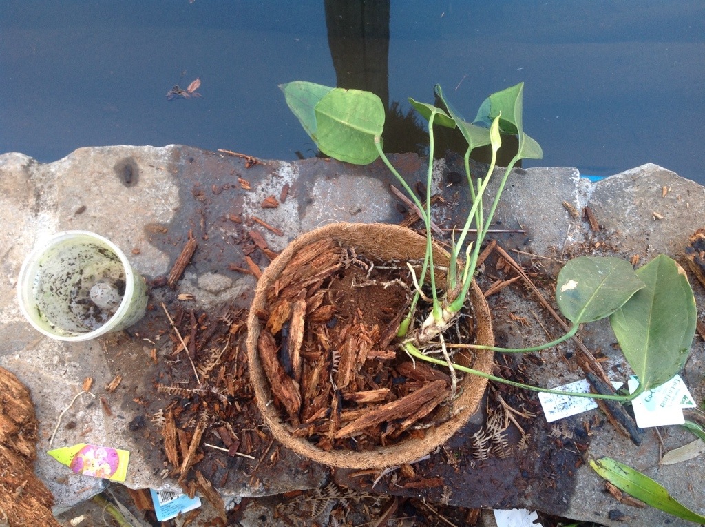 saszenie Anthurium korzenie powietrzne powinny dobrze sprawowac sie  w naturalnych koszczkach