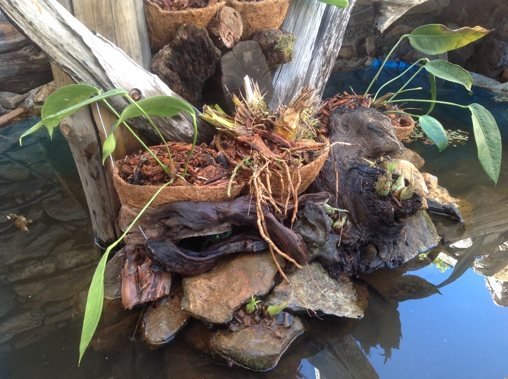 wczoraj posadzone Anthurium i orchidee